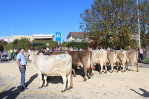 Schneuter ltere Egal Grazia 1